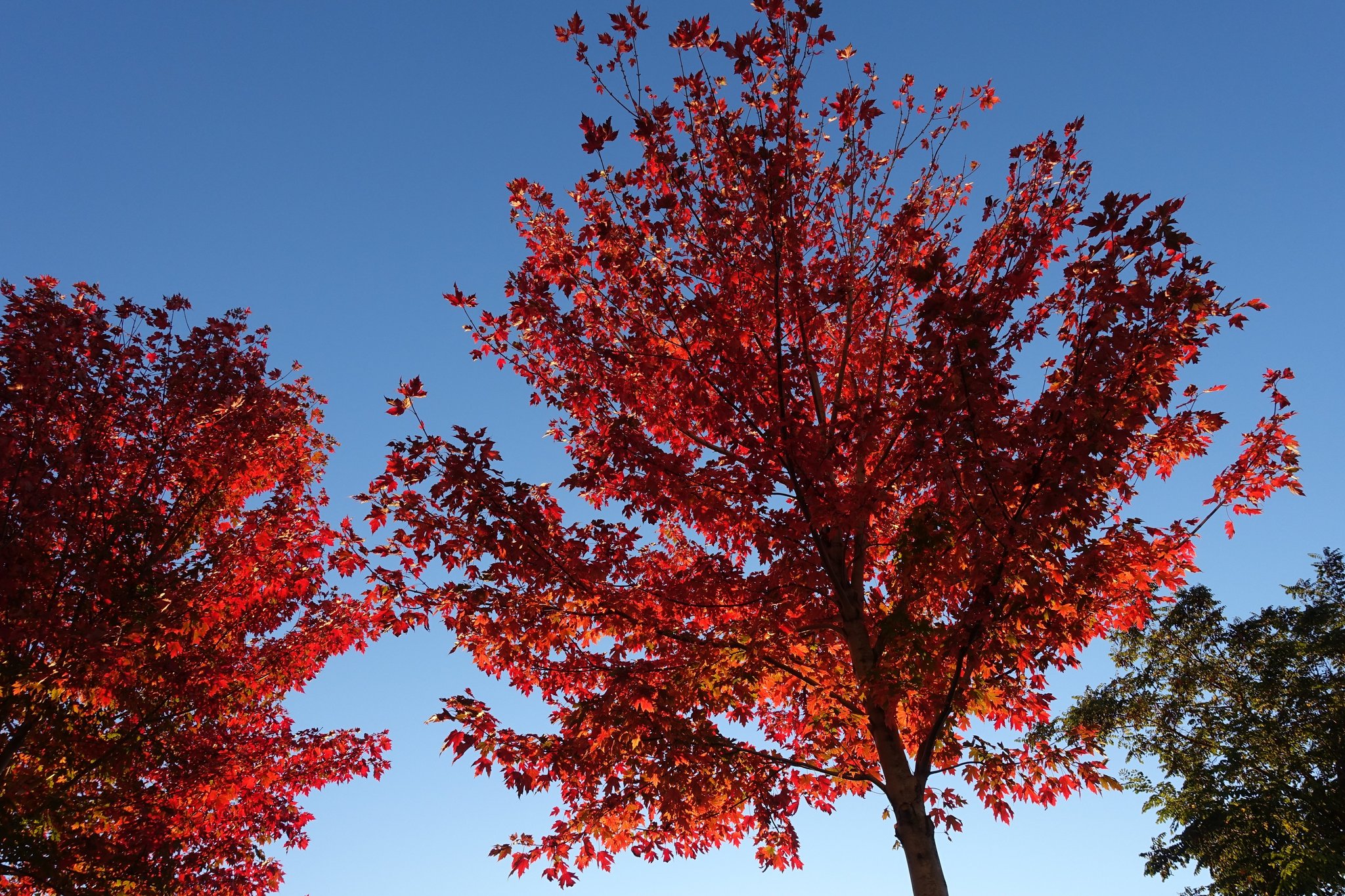 The Best Trees For Parking Lots And Paved Areas
